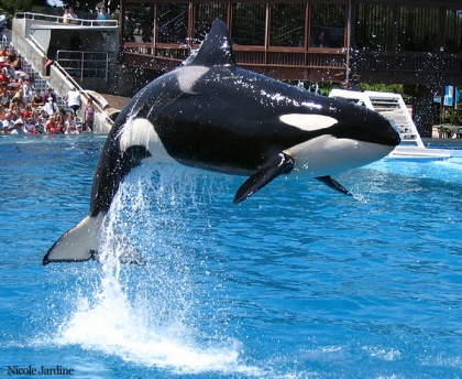 Sumar Orca