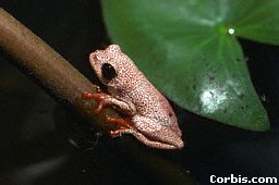 Reed Frog