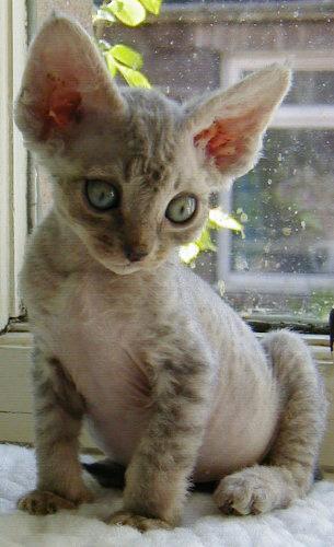 selkirk sex chat Selkirk rex or 'poodle' breed of cat pinterest triple coated curly cat selkirk rex which originated with a feral cat in montana in current try free sex chat. selkirk sex chat Selkirk rex or 'poodle' breed of cat pinterest triple coated curly cat selkirk rex which originated with a feral cat in montana in current try free sex chat.