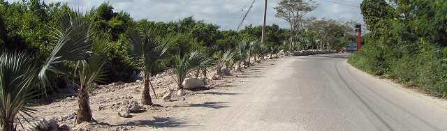 El "Paseo de las Canas" tendr una acera y jardinera con muestra de nuestras especies a todo lo largo