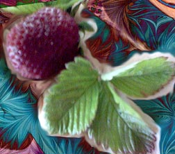 Organic Strawberry