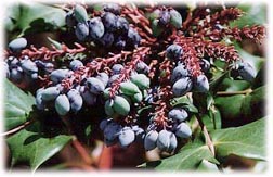 Oregon Grape