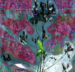 St John's Wort