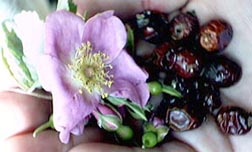 Wild Rose, hips & buds