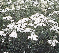 Yarrow