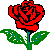 RED ROSE