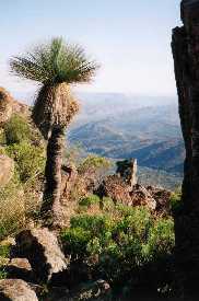 A yacka on the northeastern wall of Wilpena pound,
Flinders Ranges, S. Australia