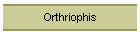 Orthriophis