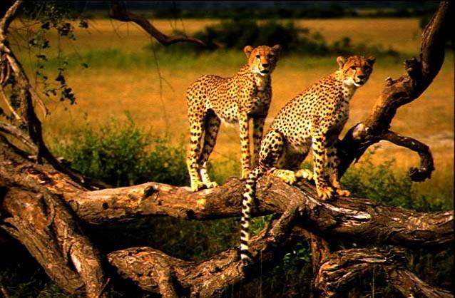 2 Cheetas are sitting on a lying tree ...