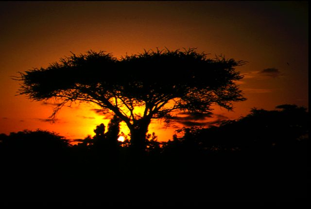 Abendstimmung im Amboseli-Nationalpark