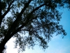 Linden-tree against sunlight