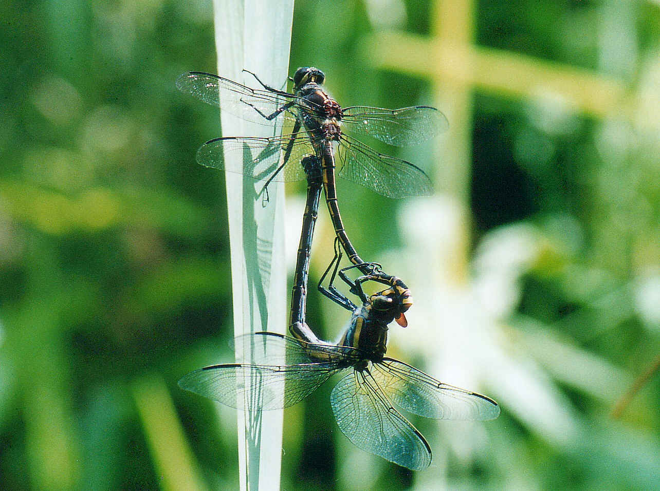 Images+of+dragonflies+mating