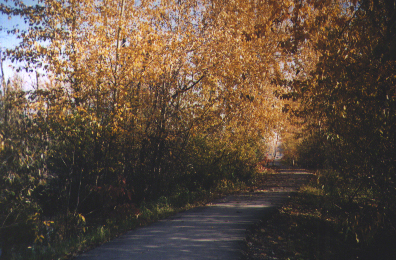 Fall Colours