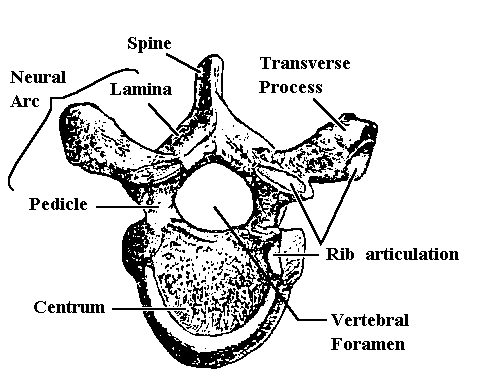arcus vertebrae