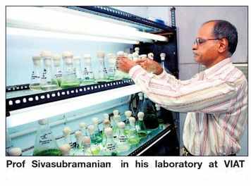 siva in viat lab