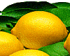 Tahiti Lemon Logo