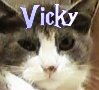 ~ Vicky : my cat...~