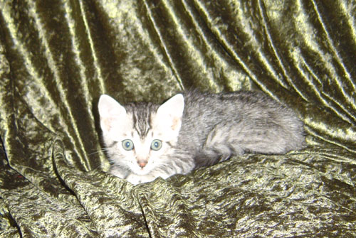 kittens