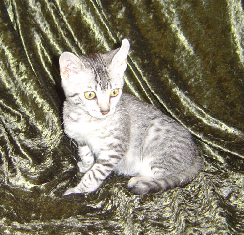 kittens