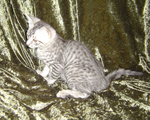 kittens