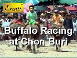 Buffalo Racing at Chon Buri