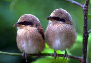 Two tweety birdies