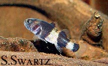 bumblebee goby