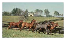 thoroughbreds on a bluegrass horse farm