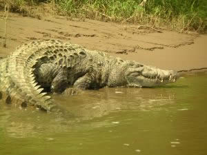 COMO SE LES DENOMINA A LOS ANIMALES QUE como se les denomina a los animales que: