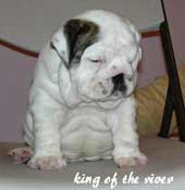 Cachorro de Bulldog  King of the River