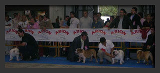 Bulldog exposicion Vigo