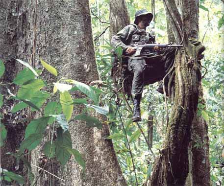 Soldado ecuatoriano francotirador trepado como un mono en un rbol al 