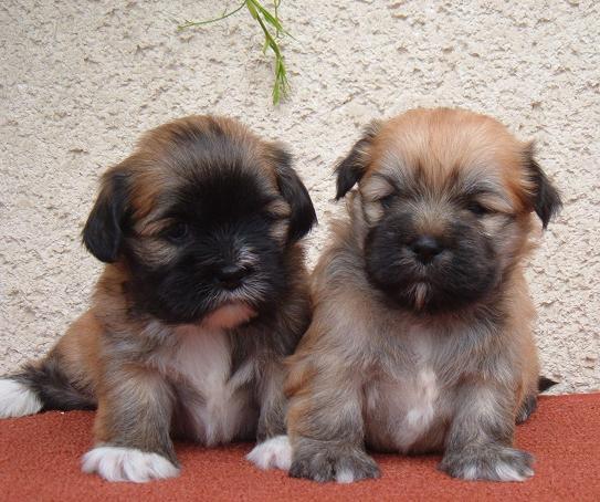 puppiesm5d4