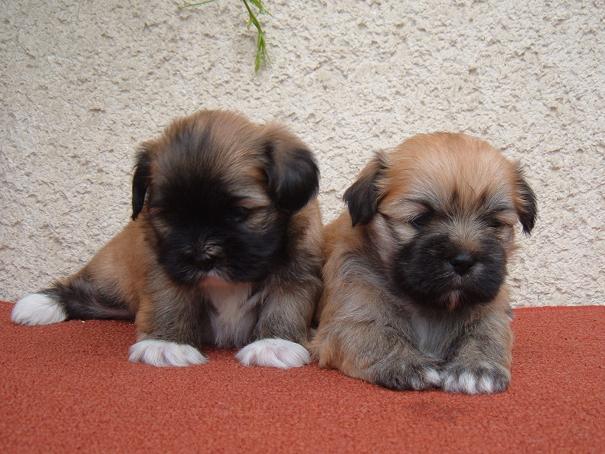 puppiesm5e5