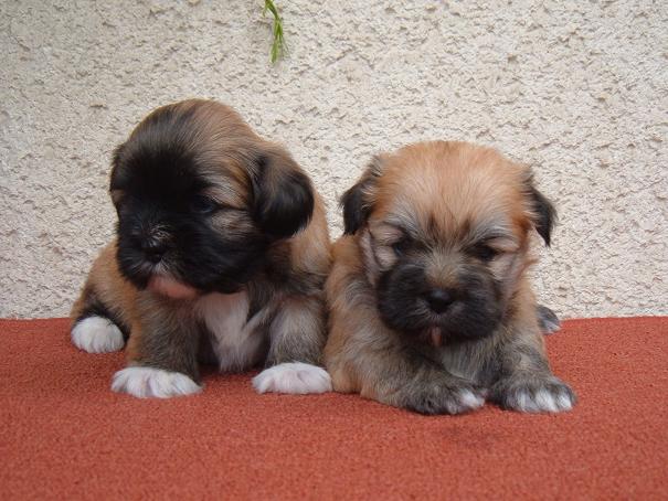 puppiesm5f6