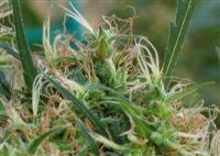 Detalle de las Flores de un Cogollos de una Marihuana Indica