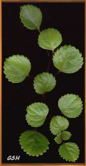 Plectranthus australis, выращиваемый как ампельное растение