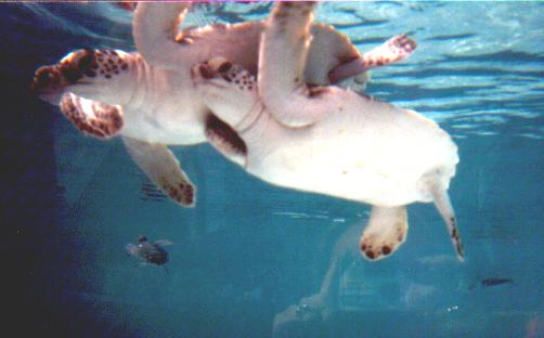 Sea Turtles