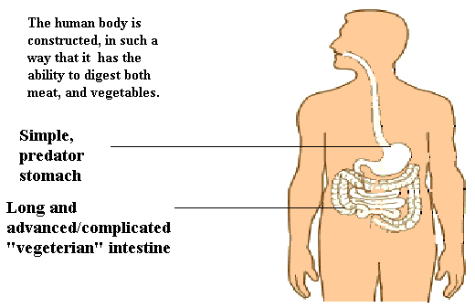 The Human body... Veg or Non-Veg