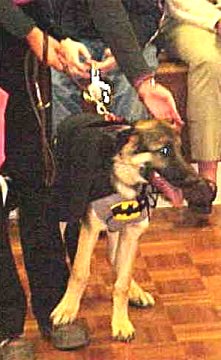 Sirius as Batdog seems
to be looking for Robin