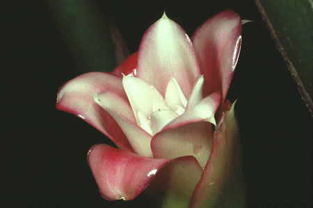 laksa flower. The fully-grown flower bud of