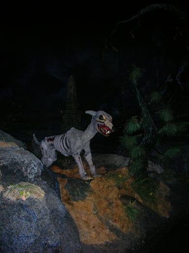 Pirates of the Caribean dog