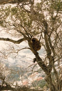 Monkey in a tree 