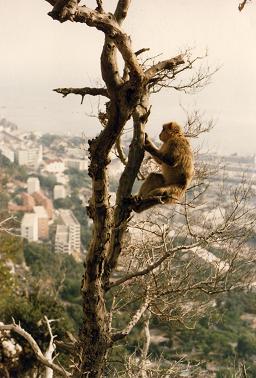 Monkey hanging tight on a tree