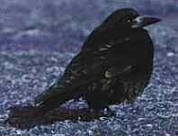 crow