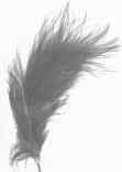 magic feather