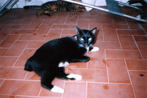 meowrrrrrrrr...