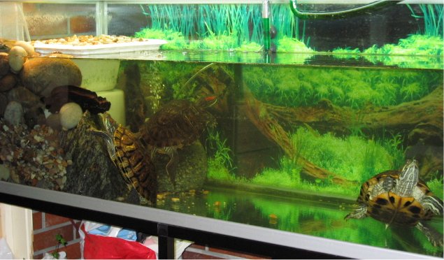 Semi Aquatic Turtle Tank Setup In 1978 The Federal Government Semi Aquatic Turtle Tank Setup In 1978