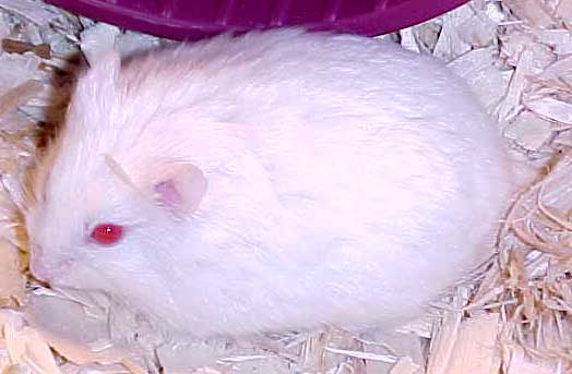 albino dwarf hamster male