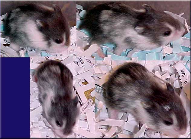 mottled hamster baby with white on its face